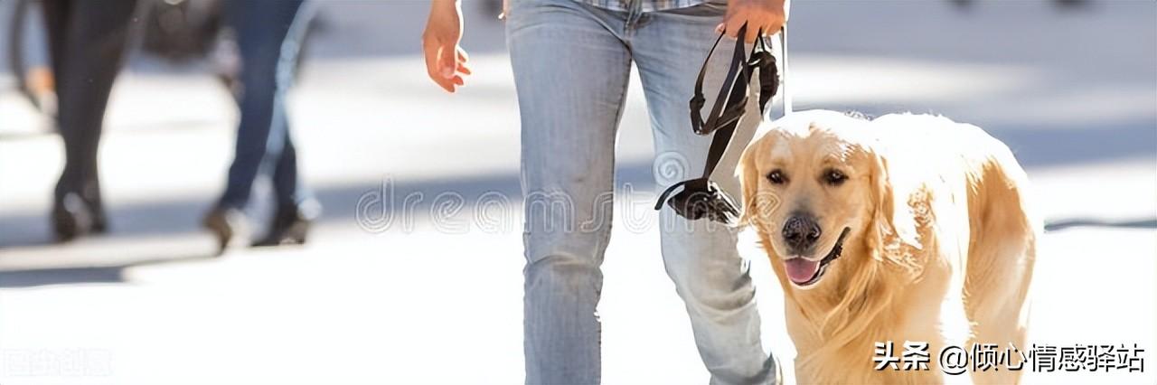 聪明的中大型犬品种，服从性最高的5种中大型犬