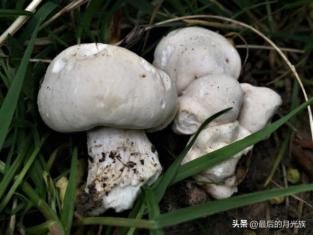 10种食用蘑菇大全，看准了别趴下教你认识十四种蘑菇及其口味