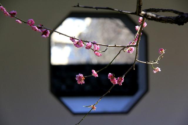 冬天的南京最美的风景，盘点南京春天最美的6个地方