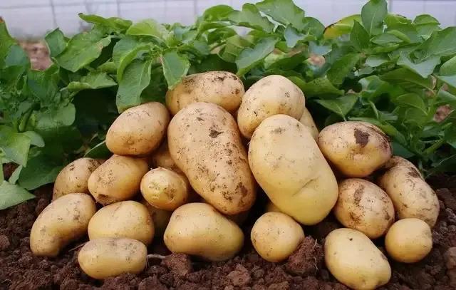 坝上莜面美食推荐，由莜面制作的各种蔚县特色美食