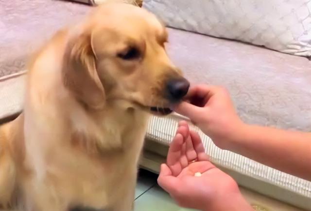 狗狗吐白色泡沫，宠物狗吐了白色泡沫是什么原因呢