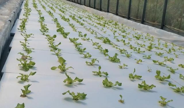 生菜定植的方法，生菜定植后如何管理