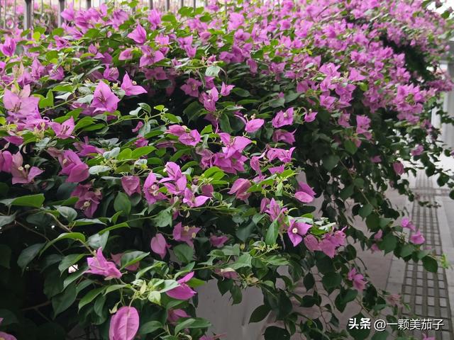 三角梅的含义与花语，最美三角梅广东叫