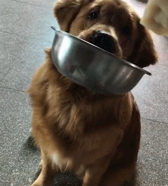 金毛犬一般几个月才会咬主人，“金毛”一生中有5个阶段