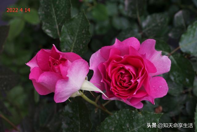 天方夜谭月季枝条细，花型、抗病、优缺点文里解说