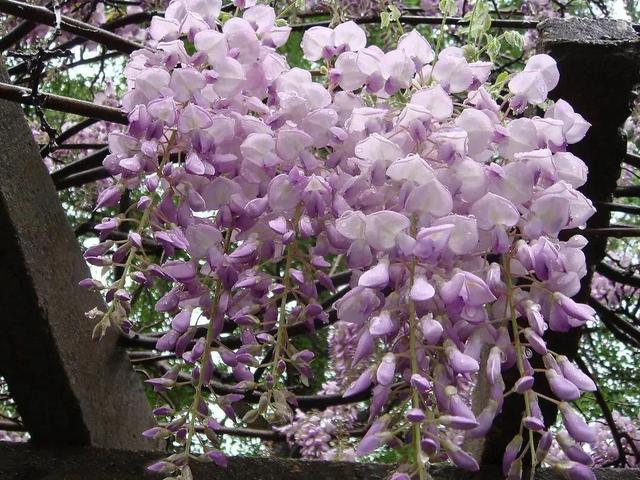 紫藤花的寓意是什么，林疑彩凤来。流霞绛紫虹叠瀑