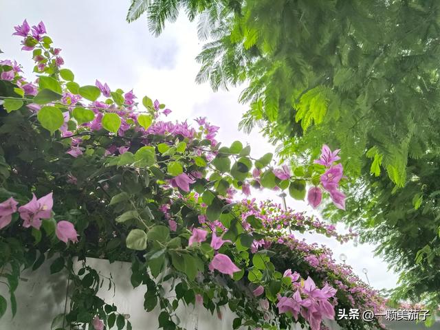 三角梅的含义与花语，最美三角梅广东叫