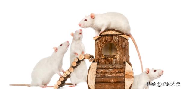 最简单的猫抓老鼠陷阱，6个关于老鼠的有趣小知识