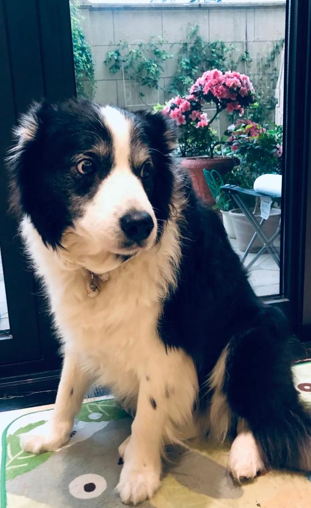 边牧和串串的狗哪个好养，毛毛宠城堡新宠