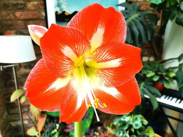 朱顶红花盆栽花期管理，让盆栽朱顶红每年冬春时节重复开花