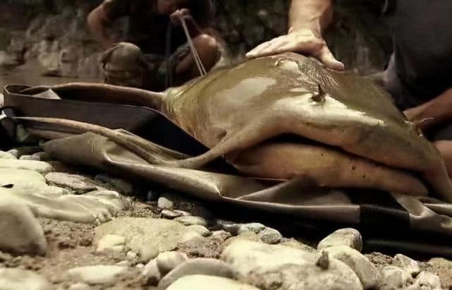 印度鲶鱼泥土里也能活，印度恒河的怒吼