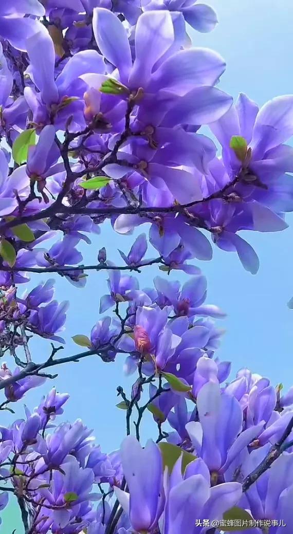 一束鲜花一份温馨一种愉悦，一束鲜花一个春天