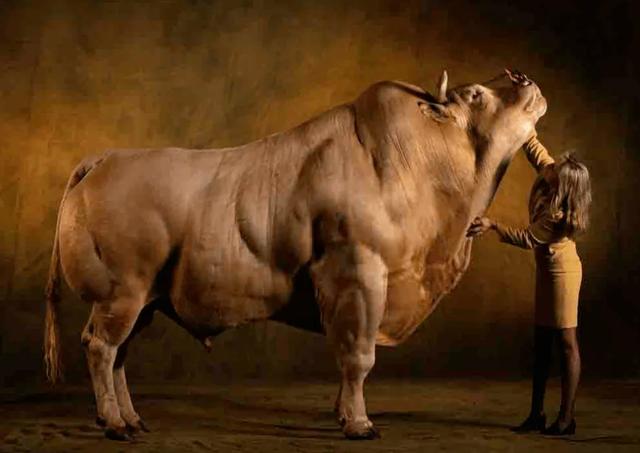 比利时蓝牛长什么样，人类干预自然繁育过程