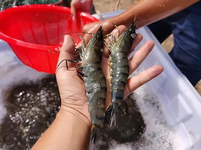 虾的15种最佳吃法，虾夜宵晚上加一餐