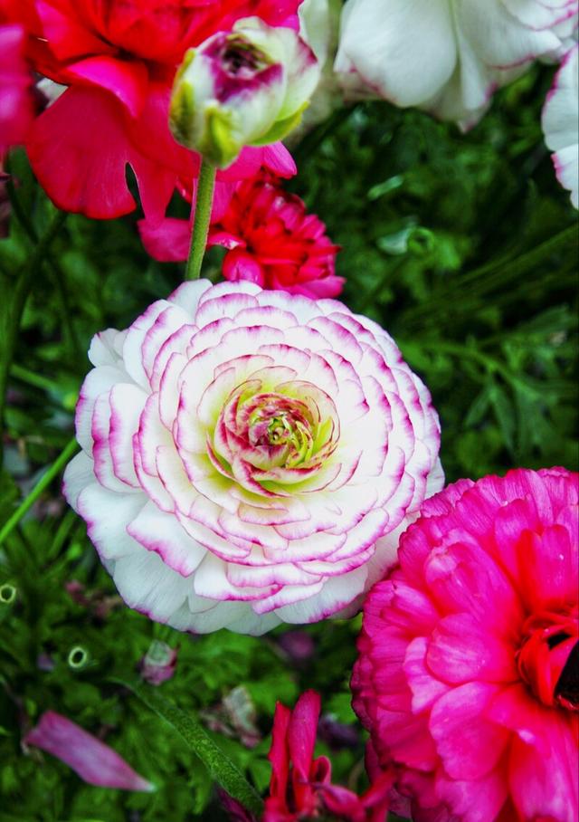 一花一草一世界，一花一草一世界 唯美句子（一花一草一世界）