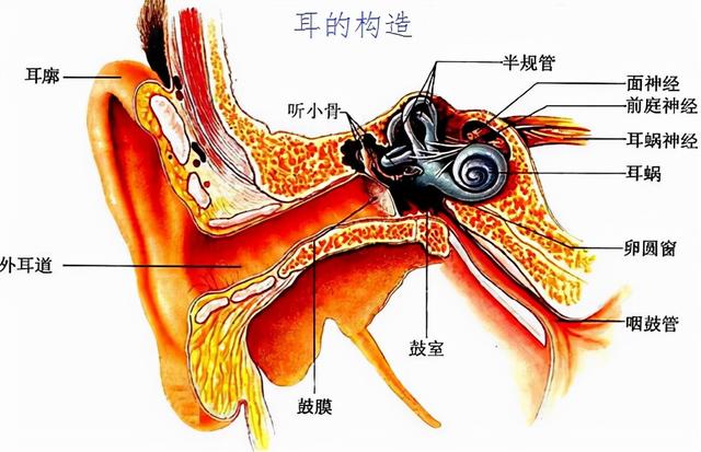 前庭功能康复训练，前庭功能恢复训练