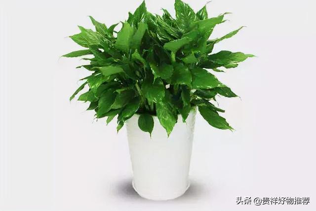 旺财发财树，八种植物招财又旺宅