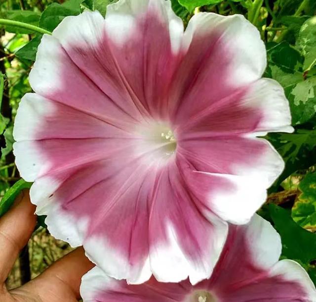 做梦也没想到牵牛花能开成这个样子，斗牛牛心脏（周公解梦：梦见这四种花草）