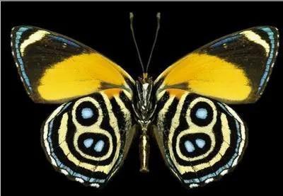 世界八大名贵蝴蝶，世界十大名贵蝴蝶