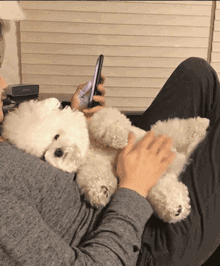 什么小型犬最聪明，三种最聪明的狗狗（非常适合“新手”饲养）