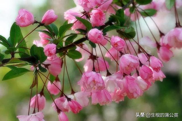 漂亮又好养活的海棠花，7种花很“勤奋”