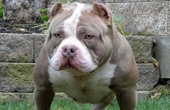 世界最大斗牛犬，世界上最大的斗牛犬是哪个品种（该狗重150斤）
