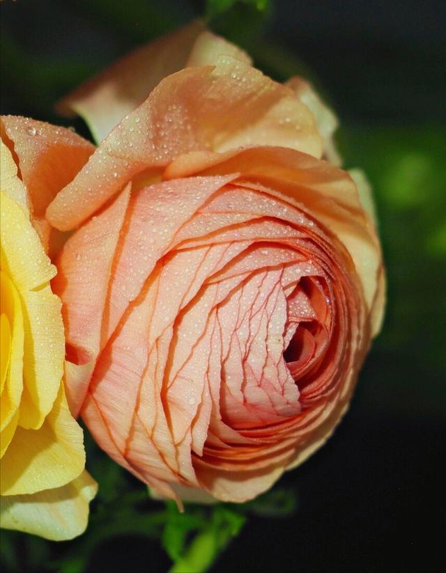 一花一草一世界，一花一草一世界 唯美句子（一花一草一世界）