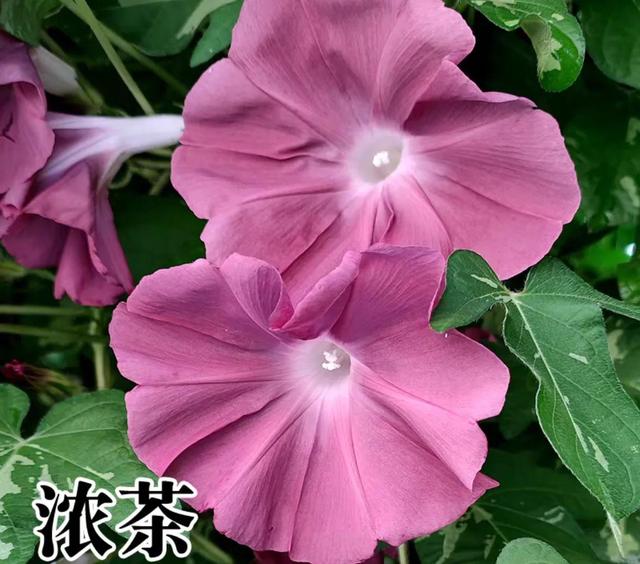 做梦也没想到牵牛花能开成这个样子，斗牛牛心脏（周公解梦：梦见这四种花草）