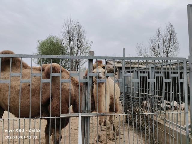 石家庄动物园攻略，石家庄动物园游玩自带饭攻略