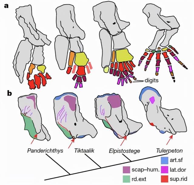 人类的进化史到底是什么样的，人类进化史上有13万年的空白,过程中发生了什么