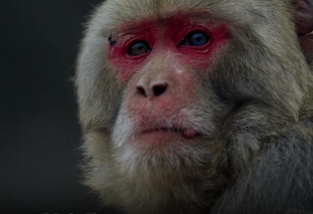猴王争夺有多残酷，猴王争夺有多残忍