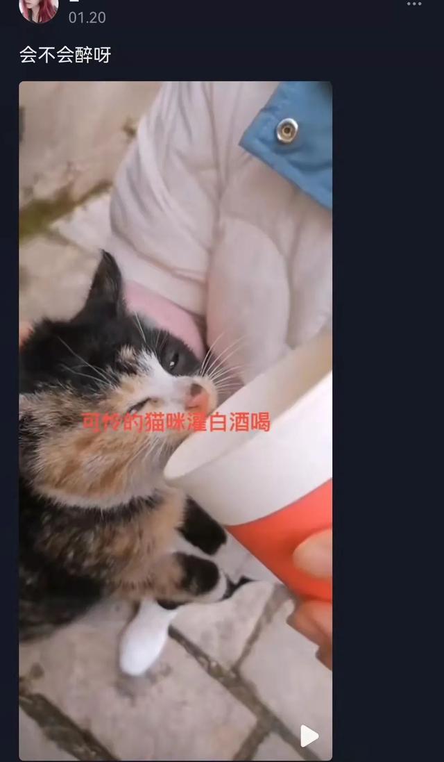 猫可以吃汤圆吗，我劝你千万别给猫吃这些东西（猫不能吃的几样东西是什么）
