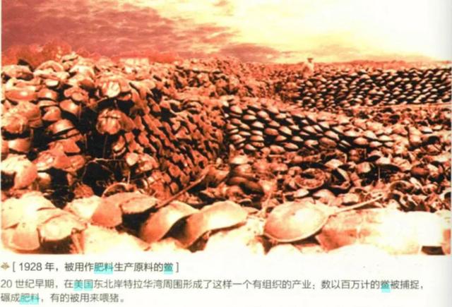 柬埔寨血奴事件，柬埔寨血奴事件发生原因（90后福建女子柬埔寨遭性侵殴打）