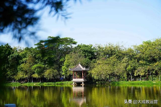 江南公园黄花风铃木陆续绽放，品悟江南 ， 醉看江南风铃美