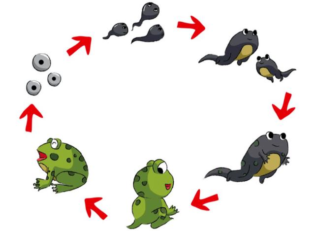 人的祖先是鱼吗，科学家证实人类是鱼进化而来