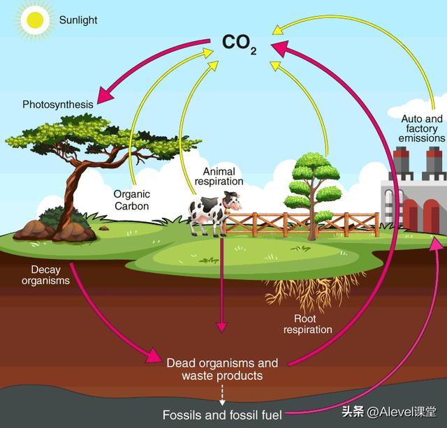 生物统计的t值表怎么查看，A-level生物高分知识点笔记