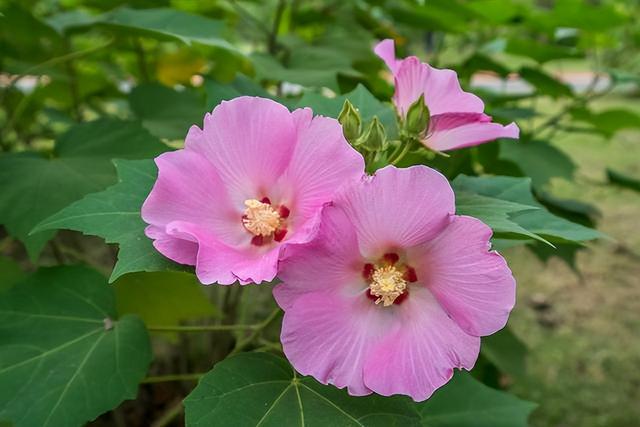 花卉图片及名称大全，常见绿植花卉及名称大全（100种常见花图鉴）