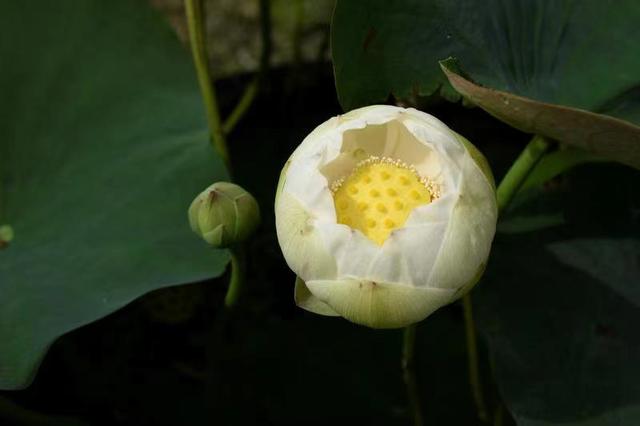名贵荷花十大品种，最大的荷花品种排行榜