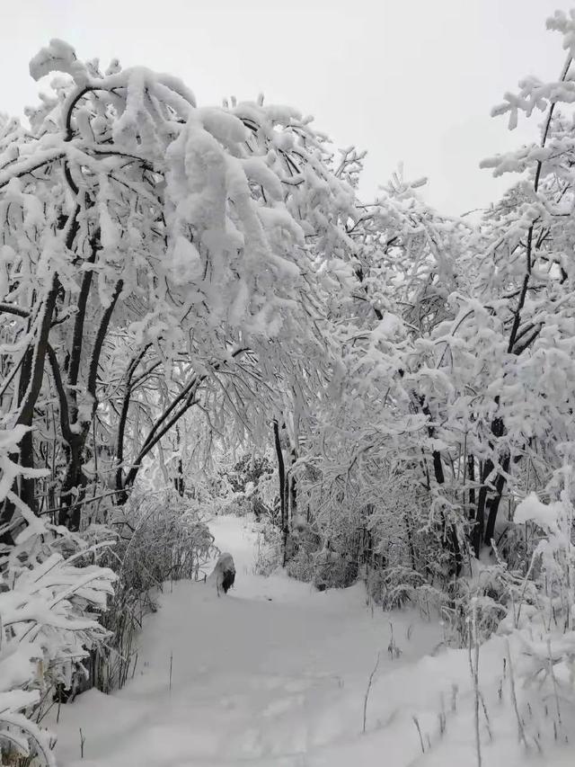 成都周边11月玩雪，成都周边这8个耍雪地不要门票