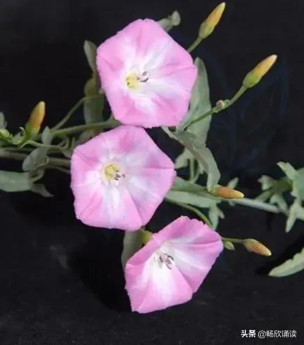 这么多野菜你认识几种，比韭菜还鲜嫩