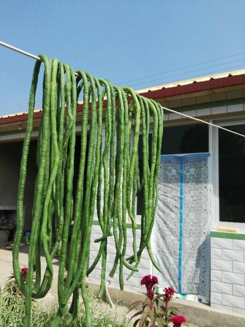 干菜怎么做好吃，农村晒干的菜怎样炒才好吃