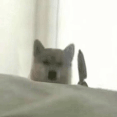 可爱小狗表情包，可爱表情包大全狗子