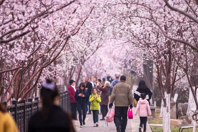 一年一度的桃花节开幕了，情系桃源美丽汉旺——绵竹市汉旺镇第二届桃花节开幕