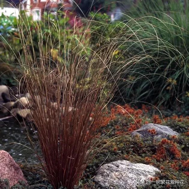 适合庭院养的草花，25种观赏草观叶赏花