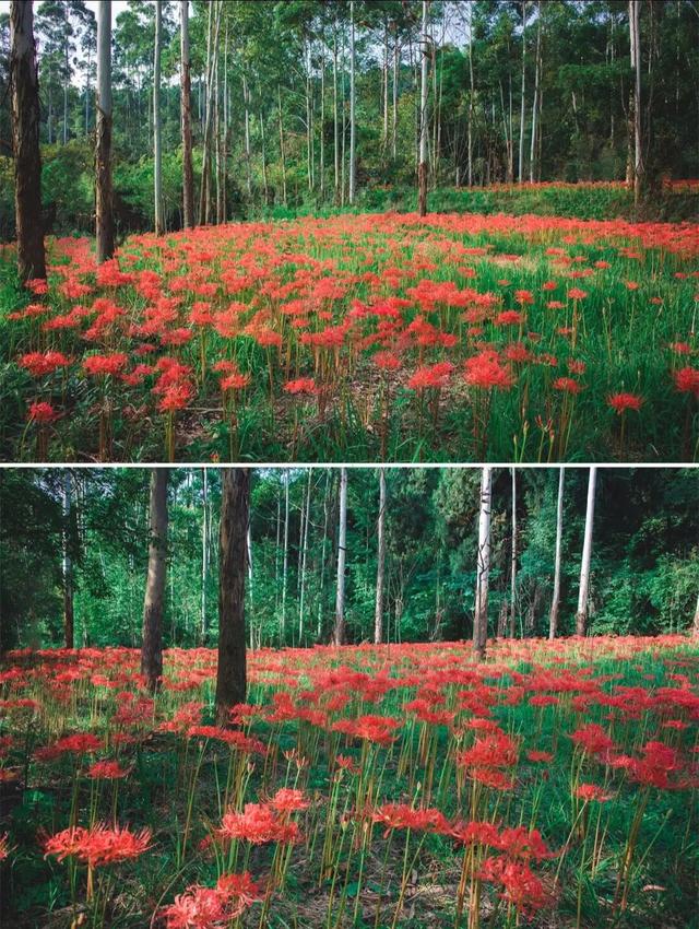 粉黛草向日葵彼岸花海...成都有多少惊喜，粉黛花海花期50天