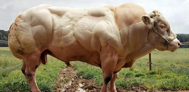 比利时蓝牛长什么样，人类干预自然繁育过程