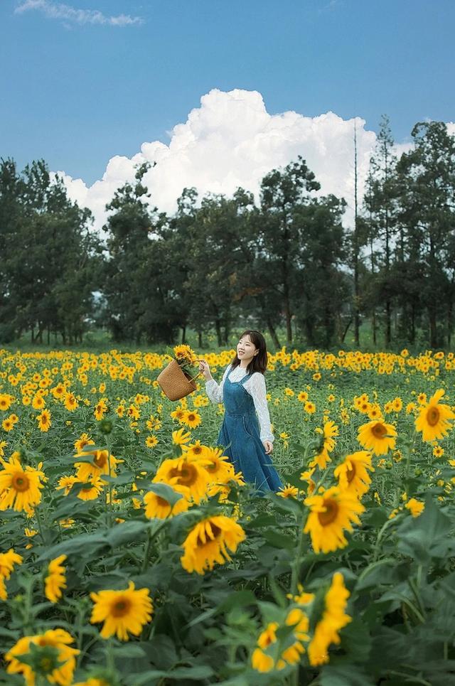 粉黛草向日葵彼岸花海...成都有多少惊喜，粉黛花海花期50天