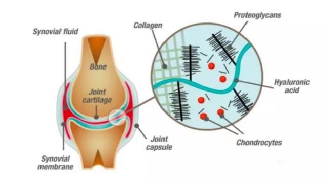 口服玻尿酸的作用和功效，玻尿酸可以“口服”了