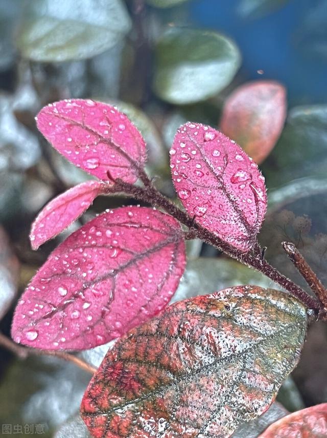 苹果手机和华为手机哪个好，华为和苹果到底怎么选择（给您讲个故事就彻底明白了）