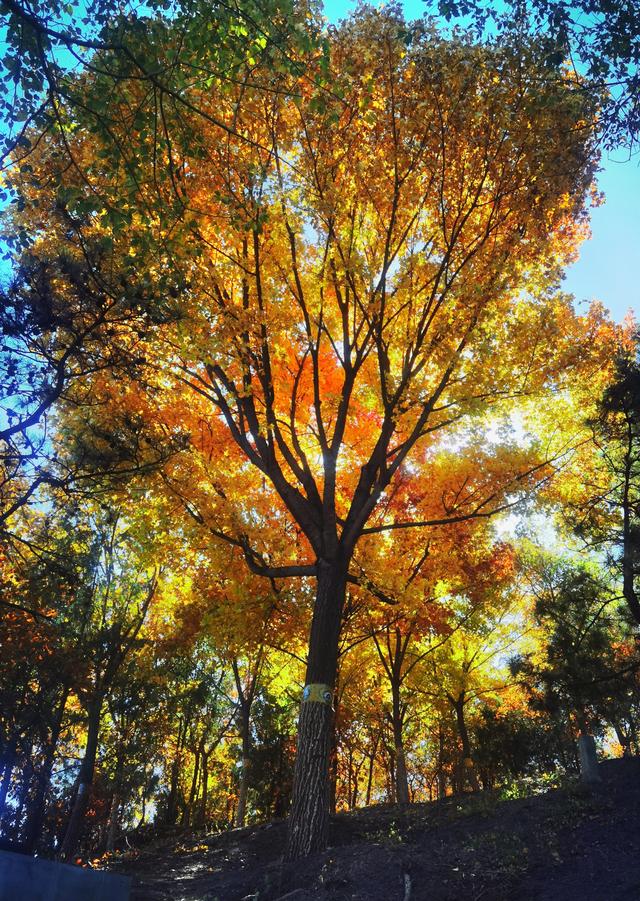 北宫国家森林公园景点介绍，北宫国家森林公园游记